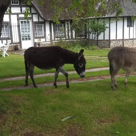 Chaumiere Du Chateau D'o Et Sa Mini Ferme ,gite 21couchages Holiday home *