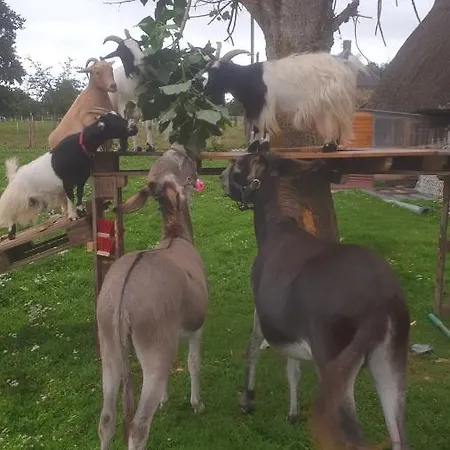 Chaumiere Du Chateau D'o Et Sa Mini Ferme ,gite 21couchages Holiday home Goupil-Othon