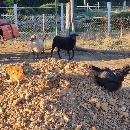 Chaumiere Du Chateau D'o Et Sa Mini Ferme ,gite 21couchages Holiday home