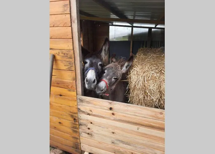 Chaumiere Du Chateau D'o Et Sa Mini Ferme ,gite 21couchages *