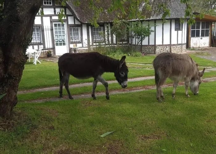 Chaumiere Du Chateau D'o Et Sa Mini Ferme ,gite 21couchages Holiday home *