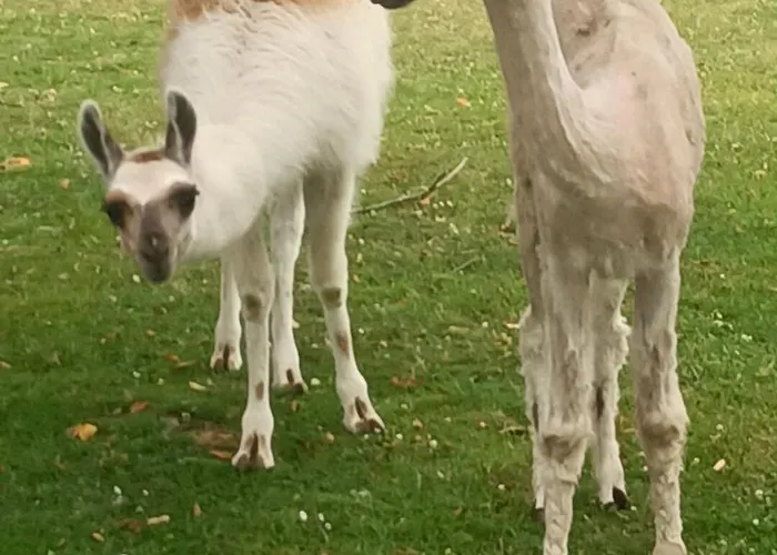 Holiday home Chaumiere Du Chateau D'o Et Sa Mini Ferme ,gite 21couchages *